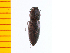  ( - Ppulp1)  @12 [ ] Copyright (2013) Unspecified Specimen depository of the Graduate School of Natural Sciences, Nagoya City University