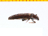  ( - Aten1)  @12 [ ] Copyright (2013) Unspecified Specimen depository of the Graduate School of Natural Sciences, Nagoya City University