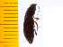  (Hypnoidini - Hmkar1)  @14 [ ] Copyright (2013) Unspecified Specimen depository of the Graduate School of Natural Sciences, Nagoya City University