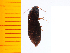  ( - Hmryo1)  @13 [ ] Copyright (2013) Unspecified Specimen depository of the Graduate School of Natural Sciences, Nagoya City University
