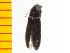  ( - Atam1)  @13 [ ] Copyright (2013) Unspecified Specimen depository of the Graduate School of Natural Sciences, Nagoya City University