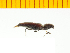  ( - Lruf1)  @13 [ ] Copyright (2013) Unspecified Specimen depository of the Graduate School of Natural Sciences, Nagoya City University