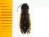  ( - Adai1)  @12 [ ] Copyright (2013) Unspecified Specimen depository of the Graduate School of Natural Sciences, Nagoya City University