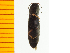  ( - Atng1)  @12 [ ] Copyright (2013) Unspecified Specimen depository of the Graduate School of Natural Sciences, Nagoya City University