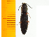  ( - Akur1)  @13 [ ] Copyright (2013) Unspecified Specimen depository of the Graduate School of Natural Sciences, Nagoya City University