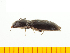 ( - Hmawa3)  @13 [ ] Copyright (2013) Unspecified Specimen depository of the Graduate School of Natural Sciences, Nagoya City University