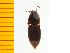  ( - Hmkur2)  @13 [ ] Copyright (2013) Unspecified Specimen depository of the Graduate School of Natural Sciences, Nagoya City University