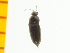  ( - Qech2)  @12 [ ] Copyright (2013) Unspecified Specimen depository of the Graduate School of Natural Sciences, Nagoya City University