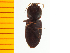  ( - Ascrk1)  @12 [ ] Copyright (2013) Unspecified Specimen depository of the Graduate School of Natural Sciences, Nagoya City University