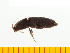  ( - Ascrk1)  @12 [ ] Copyright (2013) Unspecified Specimen depository of the Graduate School of Natural Sciences, Nagoya City University