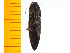  ( - Mcetc2)  @12 [ ] Copyright (2013) Unspecified Specimen depository of the Graduate School of Natural Sciences, Nagoya City University