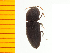  ( - Ascrs2)  @12 [ ] Copyright (2013) Unspecified Specimen depository of the Graduate School of Natural Sciences, Nagoya City University