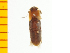  ( - Abra1)  @12 [ ] Copyright (2013) Unspecified Specimen depository of the Graduate School of Natural Sciences, Nagoya City University