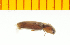  ( - Abra1)  @12 [ ] Copyright (2013) Unspecified Specimen depository of the Graduate School of Natural Sciences, Nagoya City University