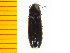  (Ampedus oiwakensis - Aoiw1)  @12 [ ] Copyright (2013) Unspecified Specimen depository of the Graduate School of Natural Sciences, Nagoya City University