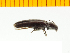  ( - Aoiw1)  @12 [ ] Copyright (2013) Unspecified Specimen depository of the Graduate School of Natural Sciences, Nagoya City University