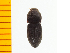  ( - Ahyp2)  @12 [ ] Copyright (2013) Unspecified Specimen depository of the Graduate School of Natural Sciences, Nagoya City University