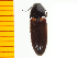  (Ampedus ainu - Aaina1)  @13 [ ] Copyright (2013) Unspecified Specimen depository of the Graduate School of Natural Sciences, Nagoya City University