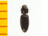  (Oedostethus pirika - Opir1)  @13 [ ] Copyright (2013) Unspecified Specimen depository of the Graduate School of Natural Sciences, Nagoya City University