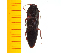  ( - Mlewl3)  @12 [ ] Copyright (2013) Unspecified Specimen depository of the Graduate School of Natural Sciences, Nagoya City University