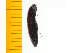  ( - Mcrir1)  @12 [ ] Copyright (2013) Unspecified Specimen depository of the Graduate School of Natural Sciences, Nagoya City University