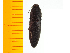  ( - Mcrir1)  @12 [ ] Copyright (2013) Unspecified Specimen depository of the Graduate School of Natural Sciences, Nagoya City University
