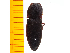  ( - Asaks1)  @13 [ ] Copyright (2013) Unspecified Specimen depository of the Graduate School of Natural Sciences, Nagoya City University