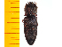  ( - Asaks1)  @12 [ ] Copyright (2013) Unspecified Specimen depository of the Graduate School of Natural Sciences, Nagoya City University