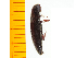  ( - Myae1)  @12 [ ] Copyright (2013) Unspecified Specimen depository of the Graduate School of Natural Sciences, Nagoya City University