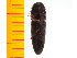  ( - Myae1)  @12 [ ] Copyright (2013) Unspecified Specimen depository of the Graduate School of Natural Sciences, Nagoya City University