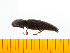 ( - Myae1)  @12 [ ] Copyright (2013) Unspecified Specimen depository of the Graduate School of Natural Sciences, Nagoya City University