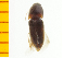  ( - Bura1)  @12 [ ] Copyright (2013) Unspecified Specimen depository of the Graduate School of Natural Sciences, Nagoya City University