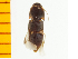  ( - Bura1)  @12 [ ] Copyright (2013) Unspecified Specimen depository of the Graduate School of Natural Sciences, Nagoya City University