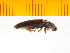  ( - Myae2)  @12 [ ] Copyright (2013) Unspecified Specimen depository of the Graduate School of Natural Sciences, Nagoya City University