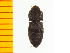  ( - Ahyp3)  @12 [ ] Copyright (2013) Unspecified Specimen depository of the Graduate School of Natural Sciences, Nagoya City University