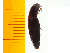  ( - Lmae1)  @13 [ ] Copyright (2013) Unspecified Specimen depository of the Graduate School of Natural Sciences, Nagoya City University