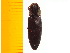  ( - Lmae1)  @12 [ ] Copyright (2013) Unspecified Specimen depository of the Graduate School of Natural Sciences, Nagoya City University