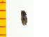 ( - Qkyo1)  @12 [ ] Copyright (2013) Unspecified Specimen depository of the Graduate School of Natural Sciences, Nagoya City University