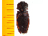  ( - Ascus1)  @12 [ ] Copyright (2013) Unspecified Specimen depository of the Graduate School of Natural Sciences, Nagoya City University