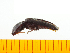  ( - Ascus1)  @13 [ ] Copyright (2013) Unspecified Specimen depository of the Graduate School of Natural Sciences, Nagoya City University