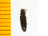  ( - Dpat2)  @12 [ ] Copyright (2013) Unspecified Specimen depository of the Graduate School of Natural Sciences, Nagoya City University