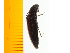  ( - Atoy1)  @12 [ ] Copyright (2013) Unspecified Specimen depository of the Graduate School of Natural Sciences, Nagoya City University