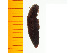  ( - Ascus2)  @12 [ ] Copyright (2013) Unspecified Specimen depository of the Graduate School of Natural Sciences, Nagoya City University