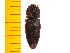  ( - Ascus2)  @12 [ ] Copyright (2013) Unspecified Specimen depository of the Graduate School of Natural Sciences, Nagoya City University