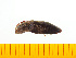  ( - Ascus2)  @13 [ ] Copyright (2013) Unspecified Specimen depository of the Graduate School of Natural Sciences, Nagoya City University