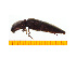  ( - Nama2)  @12 [ ] Copyright (2013) Unspecified Specimen depository of the Graduate School of Natural Sciences, Nagoya City University
