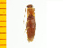  ( - Mmak2)  @12 [ ] Copyright (2013) Unspecified Specimen depository of the Graduate School of Natural Sciences, Nagoya City University