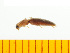 ( - Mmak2)  @12 [ ] Copyright (2013) Unspecified Specimen depository of the Graduate School of Natural Sciences, Nagoya City University