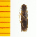  ( - Dbiz1)  @12 [ ] Copyright (2013) Unspecified Specimen depository of the Graduate School of Natural Sciences, Nagoya City University