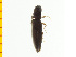 ( - Dmut1)  @12 [ ] Copyright (2013) Unspecified Specimen depository of the Graduate School of Natural Sciences, Nagoya City University